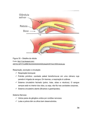 34
Figura 35 – Detalhe da rádula
Fonte: http://1.bp.blogspot.com/-
s5kYhm1j8TY/TonMfBl1MJI/AAAAAAAAAGE/pbapbHzR1As/s1600/radula.jpg;
Respiração, excreção e circulação
 Respiração branquial.
 Pulmão primitivo: cavidade paleal transforma-se em uma câmara cuja
parede é irrigada de sangue. Em lesmas, a respiração é cutânea.
 Sistema circulatório fechado (polvo, lulas, sibas e náuticos). O sangue
sempre está no interior dos vãos, ou seja, não flui nas cavidades corporais.
 Sistema circulatório aberto (Bivalves e gastrópodes).
Sistema Nervoso
 Vários pares de gânglios unidos por cordões nervosos
 Lulas e polvos têm os olhos bem desenvolvidos.
 