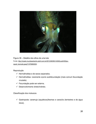 35
Figura 36 – Detalhe dos olhos de uma lula
Fonte: http://msalx.mundoestranho.abril.com.br/2013/08/08/1439/Ecos0/450px-
squid_komodo.jpeg?1375983639;
Reprodução
 Hermafroditas e de sexos separados.
 Hermafroditas: raramente ocorre autofecundação (mais comum fecundação
cruzada).
 Fecundação pode ser externa.
 Desenvolvimento direto/indireto.
Classificação dos moluscos
 Gastropoda: caramujo (aquáticos)/lesmas e caracóis (terrestres e de água
doce).
 