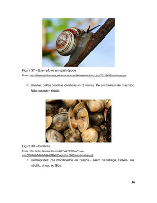 36
Figura 37 – Exemplo de um gastrópode
Fonte: http://biologiavillanueva.wikispaces.com/file/view/molusco.jpg/76139487/molusco.jpg;
 Bivalve: ostras conchas divididas em 2 valvas. Pé em formato de machado.
Não possuem rádula.
Figura 38 – Bivalves
Fonte: http://4.bp.blogspot.com/-YR7yWDD85ak/Tnoa-
mvp7OI/AAAAAAAAAAk/TRyIH0wgt4E/s1600/animbivalves.gif;
 Cefalópodes: pés modificados em braços - saem da cabeça. Polvos, lula,
náutilo, choco ou Siba.
 