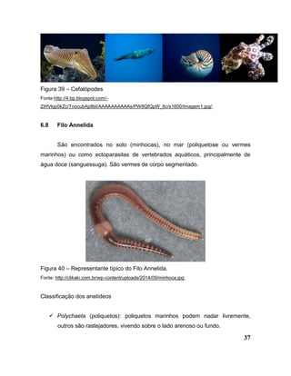 37
Figura 39 – Cefalópodes
Fonte:http://4.bp.blogspot.com/-
ZiHVkjp0kZc/TnocubAp8bI/AAAAAAAAAAs/PW8QfQpW_6c/s1600/Imagem1.jpg/;
6.8 Filo Annelida
São encontrados no solo (minhocas), no mar (poliquetose ou vermes
marinhos) ou como ectoparasitas de vertebrados aquáticos, principalmente de
água doce (sanguessuga). São vermes de corpo segmentado.
Figura 40 – Representante típico do Filo Annelida.
Fonte: http://clikaki.com.br/wp-content/uploads/2014/09/minhoca.jpg;
Classificação dos anelídeos
 Polychaeta (poliquetos): poliquetos marinhos podem nadar livremente,
outros são rastejadores, vivendo sobre o lado arenoso ou fundo.
 