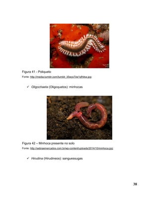 38
Figura 41 - Poliqueto
Fonte: http://media.tumblr.com/tumblr_li5wyx7iiw1qfhikw.jpg;
 Oligochaeta (Oligoquetos): minhocas
Figura 42 – Minhoca presente no solo
Fonte: http://sebraemercados.com.br/wp-content/uploads/2014/10/minhoca.jpg;
 Hirudina (Hirudineos): sanguessugas
 