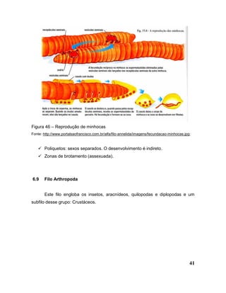 41
Figura 46 – Reprodução de minhocas
Fonte: http://www.portalsaofrancisco.com.br/alfa/filo-annelida/imagens/fecundacao-minhocas.jpg;
 Poliquetos: sexos separados. O desenvolvimento é indireto.
 Zonas de brotamento (assexuada).
6.9 Filo Arthropoda
Este filo engloba os insetos, aracnídeos, quilopodas e diplopodas e um
subfilo desse grupo: Crustáceos.
 