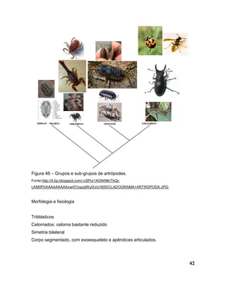 42
Figura 46 – Grupos e sub-grupos de artrópodes.
Fonte:http://4.bp.blogspot.com/-cSPor1AGWMk/TkQr-
LKM0PI/AAAAAAAAAvw/07zqzqlWy0U/s1600/CLADOGRAMA+ARTROPODA.JPG;
Morfologia e fisiologia
Triblásticos
Celomados: celoma bastante reduzido
Simetria bilateral
Corpo segmentado, com exoesqueleto e apêndices articulados.
 