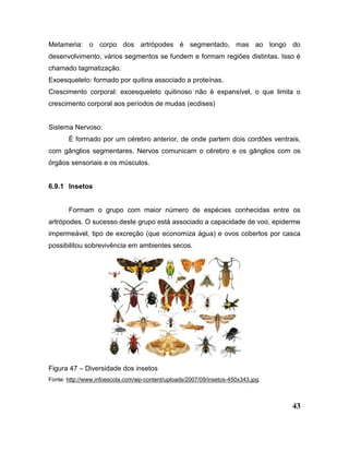 43
Metameria: o corpo dos artrópodes é segmentado, mas ao longo do
desenvolvimento, vários segmentos se fundem e formam regiões distintas. Isso é
chamado tagmatização.
Exoesqueleto: formado por quitina associado a proteínas.
Crescimento corporal: exoesqueleto quitinoso não é expansível, o que limita o
crescimento corporal aos períodos de mudas (ecdises)
Sistema Nervoso:
É formado por um cérebro anterior, de onde partem dois cordões ventrais,
com gânglios segmentares. Nervos comunicam o cérebro e os gânglios com os
órgãos sensoriais e os músculos.
6.9.1 Insetos
Formam o grupo com maior número de espécies conhecidas entre os
artrópodes. O sucesso deste grupo está associado a capacidade de voo, epiderme
impermeável, tipo de excreção (que economiza água) e ovos cobertos por casca
possibilitou sobrevivência em ambientes secos.
Figura 47 – Diversidade dos insetos
Fonte: http://www.infoescola.com/wp-content/uploads/2007/09/insetos-450x343.jpg;
 