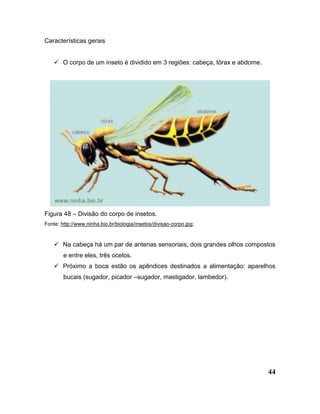 44
Características gerais
 O corpo de um inseto é dividido em 3 regiões: cabeça, tórax e abdome.
Figura 48 – Divisão do corpo de insetos.
Fonte: http://www.ninha.bio.br/biologia/insetos/divisao-corpo.jpg;
 Na cabeça há um par de antenas sensoriais, dois grandes olhos compostos
e entre eles, três ocelos.
 Próximo a boca estão os apêndices destinados a alimentação: aparelhos
bucais (sugador, picador –sugador, mastigador, lambedor).
 
