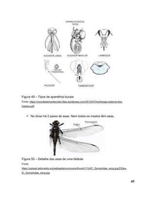 45
Figura 49 – Tipos de aparelhos bucais
Fonte: https://ocondedemontecristo.files.wordpress.com/2013/07/morfologia-externa-dos-
insetos.pdf;
 No tórax há 2 pares de asas. Nem todos os insetos têm asas.
Figura 50 – Detalhe das asas de uma libélula
Fonte:
https://upload.wikimedia.org/wikipedia/commons/thumb/1/1b/IC_Gomphidae_wing.jpg/230px-
IC_Gomphidae_wing.jpg;
 