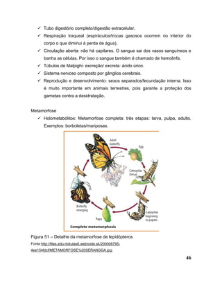 46
 Tubo digestório completo/digestão extracelular.
 Respiração traqueal (espiráculos/trocas gasosos ocorrem no interior do
corpo o que diminui à perda de água).
 Circulação aberta: não há capilares. O sangue sai dos vasos sanguíneos e
banha as células. Por isso o sangue também é chamado de hemolinfa.
 Túbulos de Malpighi: excreção/ excreta: ácido úrico.
 Sistema nervoso composto por gânglios cerebrais.
 Reprodução e desenvolvimento: sexos separados/fecundação interna. Isso
é muito importante em animais terrestres, pois garante a proteção dos
gametas contra a desidratação.
Metamorfose
 Holometabólitos: Metamorfose completa: três etapas: larva, pulpa, adulto.
Exemplos: borboletas/mariposas.
Figura 51 – Detalhe da metamorfose de lepidópteros
Fonte:http://files.edu-mikulas6.webnode.sk/200008795-
4ee154fdcf/METAMORFOSE%20SERANGGA.jpg;
 