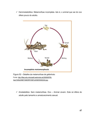 47
 Hemimetabólitos: Metamorfose incompleta. Isto é, o animal que sai do ovo
difere pouco do adulto.
Figura 52 – Detalhe da metamorfose de gafanhoto
Fonte: http://files.edu-mikulas6.webnode.sk/200008795-
4ee154fdcf/METAMORFOSE%20SERANGGA.jpg;
 Ametabólitos: Sem metamorfose. Ovo – Animal Jovem. Este só difere do
adulto pelo tamanho e amadurecimento sexual.
 