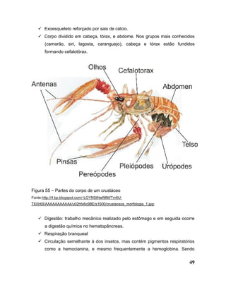 49
 Exoesqueleto reforçado por sais de cálcio.
 Corpo dividido em cabeça, tórax, e abdome. Nos grupos mais conhecidos
(camarão, siri, lagosta, caranguejo), cabeça e tórax estão fundidos
formando cefalotórax.
Figura 55 – Partes do corpo de um crustáceo
Fonte:http://4.bp.blogspot.com/-LOYNStNwfMM/Tm6U-
T6XH0I/AAAAAAAAAAk/u02hfx6c9BE/s1600/crustaceos_morfologia_1.jpg;
 Digestão: trabalho mecânico realizado pelo estômago e em seguida ocorre
a digestão química no hematopâncreas.
 Respiração branqueal
 Circulação semelhante à dos insetos, mas contém pigmentos respiratórios
como a hemocianina, e mesmo frequentemente a hemoglobina. Sendo
 