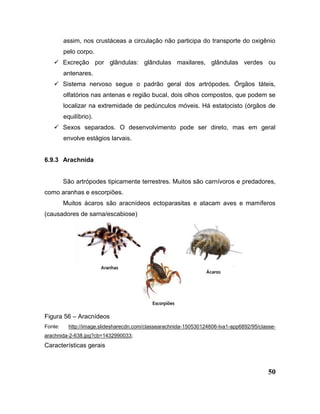 50
assim, nos crustáceas a circulação não participa do transporte do oxigênio
pelo corpo.
 Excreção por glândulas: glândulas maxilares, glândulas verdes ou
antenares.
 Sistema nervoso segue o padrão geral dos artrópodes. Órgãos táteis,
olfatórios nas antenas e região bucal, dois olhos compostos, que podem se
localizar na extremidade de pedúnculos móveis. Há estatocisto (órgãos de
equilíbrio).
 Sexos separados. O desenvolvimento pode ser direto, mas em geral
envolve estágios larvais.
6.9.3 Arachnida
São artrópodes tipicamente terrestres. Muitos são carnívoros e predadores,
como aranhas e escorpiões.
Muitos ácaros são aracnídeos ectoparasitas e atacam aves e mamíferos
(causadores de sarna/escabiose)
Figura 56 – Aracnídeos
Fonte: http://image.slidesharecdn.com/classearachnida-150530124606-lva1-app6892/95/classe-
arachnida-2-638.jpg?cb=1432990033;
Características gerais
 