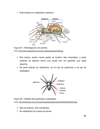 51
 Está dividido em cefalotórax e abdome
Figura 57 – Morfologia de uma aranha
Fonte: http://www.colegioweb.com.br/wp-content/uploads/21695.jpg;
 Nos ácaros, porém, essas partes se fundem. Nos escorpiões, a parte
posterior do abdome forma uma cauda com um aguilhão, que injeta
peçonha.
 Na parte anterior do cefalotórax, há um par de quelíceras e um par de
pedipalpos.
Figura 58 – Detalhe das quelíceras e pedipalpos
Fonte: http://escolakids.uol.com.br/public/upload/image/anatomia%20da%20aranha.jpg;
 Não há antenas, nem mandíbulas
 No cefalotórax há 4 pares de pernas
 