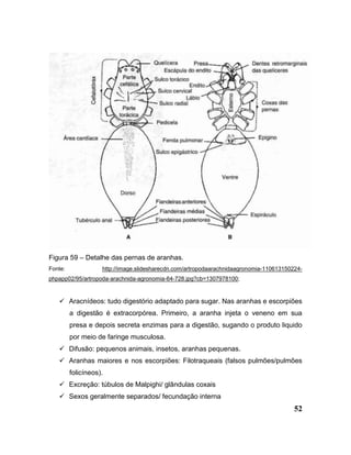 52
Figura 59 – Detalhe das pernas de aranhas.
Fonte: http://image.slidesharecdn.com/artropodaarachnidaagronomia-110613150224-
phpapp02/95/artropoda-arachnida-agronomia-64-728.jpg?cb=1307978100;
 Aracnídeos: tudo digestório adaptado para sugar. Nas aranhas e escorpiões
a digestão é extracorpórea. Primeiro, a aranha injeta o veneno em sua
presa e depois secreta enzimas para a digestão, sugando o produto liquido
por meio de faringe musculosa.
 Difusão: pequenos animais, insetos, aranhas pequenas.
 Aranhas maiores e nos escorpiões: Filotraqueais (falsos pulmões/pulmões
folicíneos).
 Excreção: túbulos de Malpighi/ glândulas coxais
 Sexos geralmente separados/ fecundação interna
 