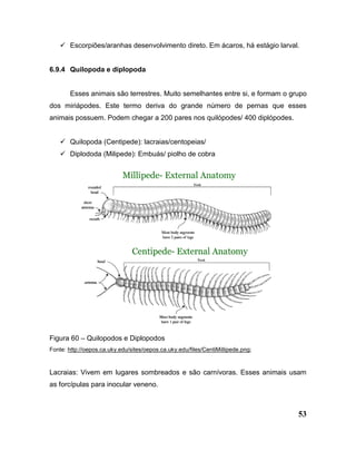 53
 Escorpiões/aranhas desenvolvimento direto. Em ácaros, há estágio larval.
6.9.4 Quilopoda e diplopoda
Esses animais são terrestres. Muito semelhantes entre si, e formam o grupo
dos miriápodes. Este termo deriva do grande número de pernas que esses
animais possuem. Podem chegar a 200 pares nos quilópodes/ 400 diplópodes.
 Quilopoda (Centipede): lacraias/centopeias/
 Diplododa (Milipede): Embuás/ piolho de cobra
Figura 60 – Quilopodos e Diplopodos
Fonte: http://oepos.ca.uky.edu/sites/oepos.ca.uky.edu/files/CentiMillipede.png;
Lacraias: Vivem em lugares sombreados e são carnívoras. Esses animais usam
as forcípulas para inocular veneno.
 