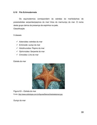 55
6.10 Filo Echinodermata
Os equinodermos correspondem às estrelas do mar/bolachas de
praia/estrelas serpentes/pepinos do mar/ lírios do mar/ouriço do mar. O nome
deste grupo deriva da presença de espinhos na pele.
Classificação
5 classes
 Asteroidea: estrelas do mar
 Echinoide: ouriço do mar
 Holothuroidea: Pepino do mar
 Ophivroidea: Serpente do mar
 Crinoidea: Lírio do mar
Estrela do mar
Figura 63 – Estrela do mar
Fonte: http://www.sobiologia.com.br/figuras/Reinos3/estreladomar.jpg;
Ouriço do mar
 