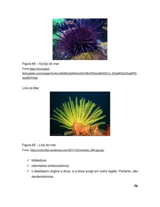 56
Figura 64 – Ouriço do mar
Fonte:https://encrypted-
tbn0.gstatic.com/images?q=tbn:ANd9GcQo6DxkmNnT8EoPDdreoB4X0G1o_523qMC0sCSygRPG
9zo687FOdg;
Lírio do Mar
Figura 65 – Lírio do mar
Fonte: https://cnho.files.wordpress.com/2011/12/crinoideo_004-jgp.jpg;
 triblásticos
 celomados (enteroceloma)
 o blastóporo origina o ânus, e a boca surge em outra região. Portanto, são
deuterostomios.
 