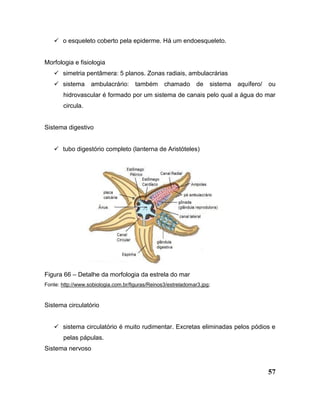 57
 o esqueleto coberto pela epiderme. Há um endoesqueleto.
Morfologia e fisiologia
 simetria pentâmera: 5 planos. Zonas radiais, ambulacrárias
 sistema ambulacrário: também chamado de sistema aquífero/ ou
hidrovascular é formado por um sistema de canais pelo qual a água do mar
circula.
Sistema digestivo
 tubo digestório completo (lanterna de Aristóteles)
Figura 66 – Detalhe da morfologia da estrela do mar
Fonte: http://www.sobiologia.com.br/figuras/Reinos3/estreladomar3.jpg;
Sistema circulatório
 sistema circulatório é muito rudimentar. Excretas eliminadas pelos pódios e
pelas pápulas.
Sistema nervoso
 