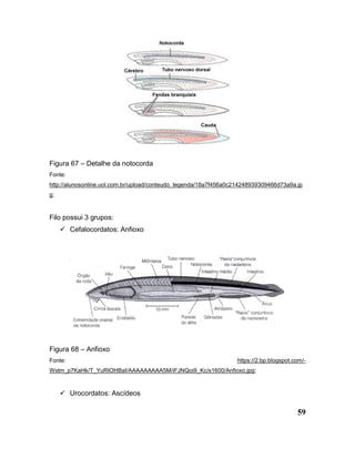 59
Figura 67 – Detalhe da notocorda
Fonte:
http://alunosonline.uol.com.br/upload/conteudo_legenda/18a7f456a0c214248939309466d73a9a.jp
g;
Filo possui 3 grupos:
 Cefalocordatos: Anfioxo
Figura 68 – Anfioxo
Fonte: https://2.bp.blogspot.com/-
Wstm_p7KaHk/T_YuRIOHBaI/AAAAAAAAA5M/iFJNQoi9_Kc/s1600/Anfioxo.jpg;
 Urocordatos: Ascídeos
 