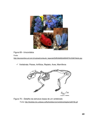 60
Figura 69 - Urocordatos
Fonte:
http://alunosonline.uol.com.br/upload/conteudo_legenda/f2dffcfdb682e90640f16c30d61febdc.jpg;
 Vertebrata: Peixes, Anfíbios, Repteis, Aves, Mamíferos
Figura 70 – Detalhe da estrutura óssea de um vertebrado
Fonte: http://biodidac.bio.uottawa.ca/ftp/biodidac/zoo/vertebra/diagbw/ratt016b.gif;
 