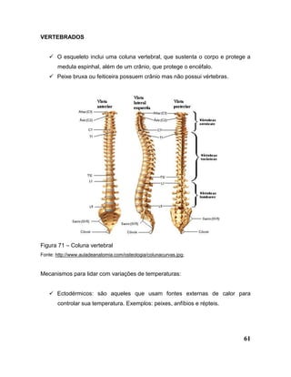 61
VERTEBRADOS
 O esqueleto inclui uma coluna vertebral, que sustenta o corpo e protege a
medula espinhal, além de um crânio, que protege o encéfalo.
 Peixe bruxa ou feiticeira possuem crânio mas não possui vértebras.
Figura 71 – Coluna vertebral
Fonte: http://www.auladeanatomia.com/osteologia/colunacurvas.jpg;
Mecanismos para lidar com variações de temperaturas:
 Ectodérmicos: são aqueles que usam fontes externas de calor para
controlar sua temperatura. Exemplos: peixes, anfíbios e répteis.
 