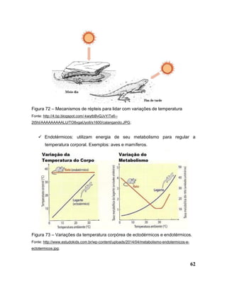 62
Figura 72 – Mecanismos de répteis para lidar com variações de temperatura
Fonte: http://4.bp.blogspot.com/-kwytbBvQJvY/Tefi--
2t5hI/AAAAAAAAALU/TO8xgaUyolI/s1600/calangando.JPG;
 Endotérmicos: utilizam energia de seu metabolismo para regular a
temperatura corporal. Exemplos: aves e mamíferos.
Figura 73 – Variações da temperatura corpórea de ectodérmicos e endotérmicos.
Fonte: http://www.estudokids.com.br/wp-content/uploads/2014/04/metabolismo-endotermicos-e-
ectotermicos.jpg;
 