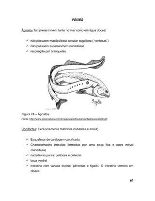 63
PEIXES
Ágnatos: lampreias (vivem tanto no mar como em água doces)
 não possuem maxilas/boca circular sugadora (“ventosas”)
 não possuem escamas/nem nadadeiras
 respiração por branquelas.
Figura 74 – Ágnatos
Fonte: http://www.asturnatura.com/Imagenes/articulos/cordados/wwwfig8.gif;
Condrictes: Exclusivamente marinhos (tubarões e arraia)
 Esqueletos de cartilagem calcificada
 Gnatostomados (maxilas formadas por uma peça fixa e outra móvel
mandíbula)
 nadadeiras pares: peitorais e pélvicas
 boca ventral
 intestino com válvula espiral, pâncreas e fígado. O intestino termina em
cloaca
 
