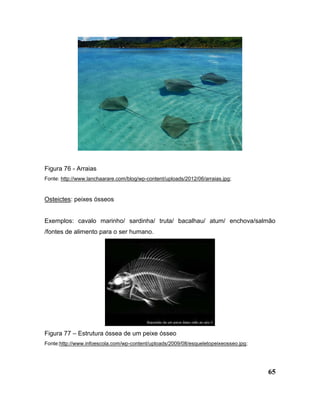 65
Figura 76 - Arraias
Fonte: http://www.lanchaarare.com/blog/wp-content/uploads/2012/06/arraias.jpg;
Osteictes: peixes ósseos
Exemplos: cavalo marinho/ sardinha/ truta/ bacalhau/ atum/ enchova/salmão
/fontes de alimento para o ser humano.
Figura 77 – Estrutura óssea de um peixe ósseo
Fonte:http://www.infoescola.com/wp-content/uploads/2009/08/esqueletopeixeosseo.jpg;
 