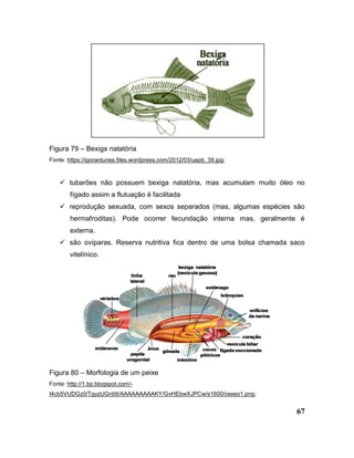 67
Figura 79 – Bexiga natatória
Fonte: https://igorantunes.files.wordpress.com/2012/03/uepb_39.jpg;
 tubarões não possuem bexiga natatória, mas acumulam muito óleo no
fígado assim a flutuação é facilitada
 reprodução sexuada, com sexos separados (mas, algumas espécies são
hermafroditas). Pode ocorrer fecundação interna mas, geralmente é
externa.
 são ovíparas. Reserva nutritiva fica dentro de uma bolsa chamada saco
vitelínico.
Figura 80 – Morfologia de um peixe
Fonte: http://1.bp.blogspot.com/-
I4cb5VUDGz0/TgyzUGntitI/AAAAAAAAAKY/GvHEbwXJPCw/s1600/osseo1.png;
 
