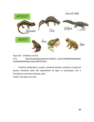 69
Figura 82 – Urodelos e anuros
Fonte: https://lh3.googleusercontent.com/-WWLjER__c7s/Vrso1zRl9BI/AAAAAAAAB5I/l-
3i3cQkLMM/s640/blogger-image--686167072.jpg;
Primeiros vertebrados a ocupar o ambiente terrestre: pulmões e 2 pares de
pernas, entretanto ainda são dependentes da água na reprodução, com a
formação de uma larva chamada, girino.
Amphi= dois lados, bio=vida
 