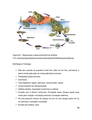 70
Figura 83 – Reprodução e desenvolvimento de anfíbios
Fonte: http://aprovadonovestibular.com/wp-content/uploads/2015/08/reproducao-anfibio.jpg;
Morfologia e Fisiologia
 Pele tem camada de queratina muito fina. Além de ser fina, permeável, a
pele é úmida pela ação de muitas glândulas mucosas.
 Tetrápodes (quatro pernas)
 Carnívoras
 Tubo digestório: fígado, pâncreas, vesícula biliar, cloaca
 Larvas respiram por brânquias/pele
 Anfíbios adultos: respiração é pulmonar e cutânea
 Coração com 2 átrios/1 ventrículo/. Circulação dupla. Sangue passa duas
vezes pelo coração: circulação pulmonar/ circulação sistêmica.
 Há uma pequena mistura de sangue rico em O2 com sangue pobre em O2
no ventrículo: circulação incompleta
 Excreta dos adultos: ureia
 