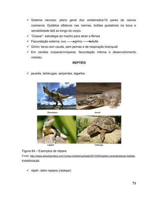 71
 Sistema nervoso: plano geral dos vertebrados/10 pares de nervos
cranianos. Epitélios olfativos nas narinas, botões gustativos na boca e
sensibilidade tátil ao longo do corpo.
 “Coaxar”: estratégia do macho para atrair a fêmea
 Fecundação externa: ovo girino adulto
 Girino: larva com cauda, sem pernas e de respiração branquial
 Em cecilias ovíparas/vivíparas: fecundação interna e desenvolvimento
indireto.
REPTÉIS
 jacarés, tartarugas, serpentes, lagartos
Figura 84 – Exemplos de répteis
Fonte: http://www.estudopratico.com.br/wp-content/uploads/2013/04/repteis-caracteristicas-habitat-
e-anatomia.jpg;
 réptil - latim reptare (rastejar)
 