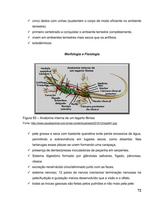 72
 cinco dedos com unhas (sustentam o corpo de modo eficiente no ambiente
terrestre).
 primeiro vertebrado a conquistar o ambiente terrestre completamente.
 vivem em ambientes terrestres mais secos que os anfíbios.
 ectodérmicos
Morfologia e Fisiologia
Figura 85 – Anatomia interna de um lagarto fêmea
Fonte: http://www.saudeanimal.com.br/wp-content/uploads/2015/12/reptil41.jpg;
 pele grossa e seca com bastante queratina evita perda excessiva de água,
permitindo a sobrevivência em lugares secos, como desertos. Nas
tartarugas essas placas se unem formando uma carapaça.
 presença de dentes/presas inoculadoras de peçanha em serpentes.
 Sistema digestório formado por glândulas salivares, fígado, pâncreas,
cloaca
 excreção renal=ácido úrico/eliminado junto com as fezes.
 sistema nervoso: 12 pares de nervos cranianos/ terminação nervosas na
pele/Audição e gustação menos desenvolvido que a visão e o olfato.
 todas as trocas gasosas são feitas pelos pulmões e não mais pela pele
 