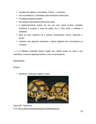 73
 coração dos repteis= 3 cavidades, 2 átrios, 1 ventrículo.
 nos crocodilianos, 4 cavidades (dois átrios/dois ventrículos).
 circulação dupla/incompleta.
 fecundação interna/desenvolvimento direto.
 o desenvolvimento ocorre em um ovo com casca porosa: proteção
mecânica e suporte a troca de gases (O2 e CO2) entre o embrião e
ambiente
 além do saco vitelínico há 2 anexos embrionários: âmnio, alantoíde e
córion.
 ovíparas mas algumas serpentes e alguns lagartos são ovovivíparas ou
vivíparas.
Répteis ancestrais deram origem aos repteis atuais, as aves e aos
mamíferos. Inclusive répteis já extintos, como os dinossauros.
Classificação
Grupos:
 Quelônios: tartaruga, cágado e jabuti
Figura 86 – Quelônios
Fonte: http://s.glbimg.com/jo/g1/f/original/2011/07/28/tartaruga.jpg;
 