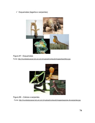 74
 Esquamatas (lagartos e serpentes)
Figura 87 - Esquamatas
Fonte: http://mundoeducacao.bol.uol.com.br/upload/conteudo/images/lacertilios.jpg;
Figura 88 – Cobras e serpentes
Fonte: http://mundoeducacao.bol.uol.com.br/upload/conteudo/images/especies-de-serpentes.jpg;
 