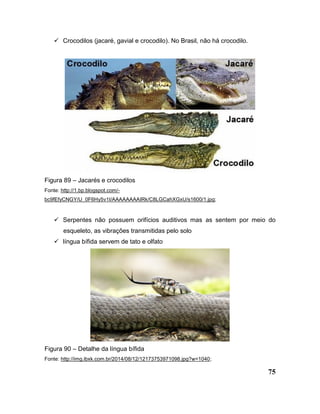 75
 Crocodilos (jacaré, gavial e crocodilo). No Brasil, não há crocodilo.
Figura 89 – Jacarés e crocodilos
Fonte: http://1.bp.blogspot.com/-
bc9fEfyCNGY/U_0F6Hy5v1I/AAAAAAAAIRk/C8LGCahXGxU/s1600/1.jpg;
 Serpentes não possuem orifícios auditivos mas as sentem por meio do
esqueleto, as vibrações transmitidas pelo solo
 língua bífida servem de tato e olfato
Figura 90 – Detalhe da língua bífida
Fonte: http://img.ibxk.com.br/2014/08/12/12173753971098.jpg?w=1040;
 