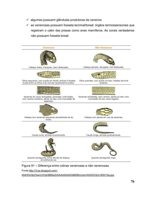 76
 algumas possuem glândulas produtoras de venenos
 as venenosas possuem fosseta lacrimal/loreal: órgãos termossensoriais que
registram o calor das presas como aves mamíferos. As corais verdadeiras
não possuem fosseta loreal.
Figura 91 – Diferença entre cobras venenosas e não venenosas.
Fonte:http://3.bp.blogspot.com/-
XbIHOm9gYbw/UVHgHB6fw2I/AAAAAAAAG8M/BmUymVkWGCQ/s1600/10a.jpg;
 
