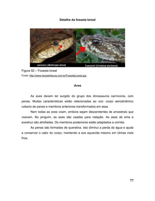 77
Detalhe da fosseta loreal
Figura 92 – Fosseta loreal
Fonte: http://www.herpetofauna.com.br/FossetaLoreal.jpg;
Aves
As aves devem ter surgido do grupo dos dinossauros carnívoros, com
penas. Muitas características estão relacionadas ao voo: corpo aerodinâmico
coberto de penas e membros anteriores transformados em asas
Nem todas as aves voam, embora sejam descendentes de ancestrais que
voavam. No pinguim, as asas são usadas para natação. As asas de ema e
avestruz são atrofiadas. Os membros posteriores estão adaptados a corrida.
As penas são formadas de queratina. Isto diminui a perda da água e ajuda
a conservar o calor do corpo, mantendo a ave aquecida mesmo em climas mais
frios.
 