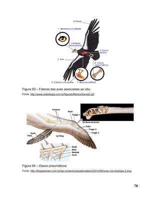 78
Figura 93 – Fatores das aves associadas ao vôo.
Fonte: http://www.sobiologia.com.br/figuras/Reinos3/aves2.gif;
Figura 94 – Ossos pneumáticos
Fonte: http://blogdoenem.com.br/wp-content/uploads//sites/2/2014/06/aves-voo-biologia-2.png;
 