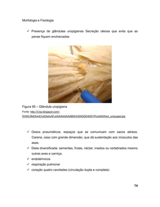 79
Morfologia e Fisiologia
 Presença de glândulas uropigianas Secreção oleosa que evita que as
penas fiquem encharcadas
Figura 95 – Glândula uropigiana
Fonte: http://3.bp.blogspot.com/-
DVWLRkEthmE/UiZAeIvAFuI/AAAAAAAABWA/GNGDD4D91PU/s640/bird_uropygial.jpg;
 Ossos pneumáticos: espaços que se comunicam com sacos aéreos.
Carena, osso com grande dimensão, que dá sustentação aos músculos das
asas.
 Dieta diversificada: sementes, frutas, néctar, insetos ou vertebrados mesmo
outras aves e carniça.
 endotérmicos
 respiração pulmonar
 coração quatro cavidades (circulação dupla e completa)
 