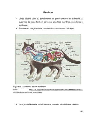 81
Mamíferos
 Corpo coberto (total ou parcialmente) de pelos formados de queratina. A
superfície do corpo também apresenta glândulas mamárias, sudoríferas e
sebáceas.
 Primeira vez: surgimento de uma estrutura denominada diafragma.
Figura 98 – Anatomia de um mamífero
Fonte: http://3.bp.blogspot.com/-h3pBZxoEs5E/UmHb4Hu8AMI/AAAAAAAABDg/M-
bNZ072mww/s1600/320ser_anatomia.jpg;
 dentição diferenciada: dentes incisivos, caninos, pré-molares e molares.
 