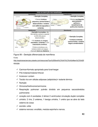 82
Figura 99 – Dentição diferenciada de mamíferos
Fonte:
http://explorarasciencias.yolasite.com/resources/Tipo%20Denti%C3%A7%C3%A3oMam%C3%ADf
eros.jpg;
 Caninos=formato apropriado para furar/rasgar
 Pré-molares/molares=triturar
 Incisivos= cortam
 Tecido rico em células adiposas (adipócitos)= isolante térmico
 Nutrição
 Onívoros/herbívoros/carnívoros
 Respiração pulmonar: pulmão dividido em pequenos sacos/alvéolos
pulmonares
 coração com 4 cavidades: 2 átrios/ 2 ventrículos/ circulação dupla/ completa
 urinário: 2 rins, 2 ureteres, 1 bexiga urinária, 1 uretra que se abre do lado
esterno do corpo
 excreta: uréia
 sistema nervoso: encéfalo, medula espinhal e nervos.
 