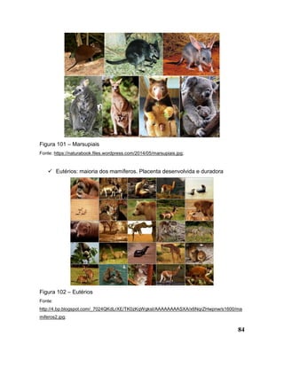 84
Figura 101 – Marsupiais
Fonte: https://naturabook.files.wordpress.com/2014/05/marsupiais.jpg;
 Eutérios: maioria dos mamíferos. Placenta desenvolvida e duradora
Figura 102 – Eutérios
Fonte:
http://4.bp.blogspot.com/_7024QKdLrXE/TK0zKqWgksI/AAAAAAAASXA/x6NqrZHwpnw/s1600/ma
miferos2.jpg;
 