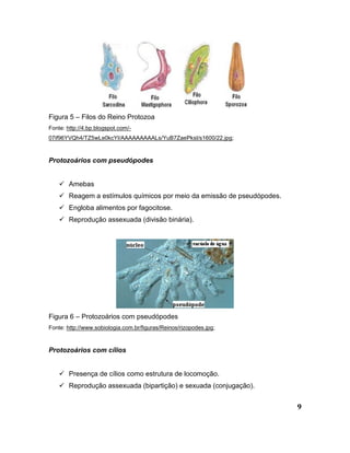 9
Figura 5 – Filos do Reino Protozoa
Fonte: http://4.bp.blogspot.com/-
07if96YVQh4/TZ5wLe0kcYI/AAAAAAAAALs/YuB7ZaePksI/s1600/22.jpg;
Protozoários com pseudópodes
 Amebas
 Reagem a estímulos químicos por meio da emissão de pseudópodes.
 Engloba alimentos por fagocitose.
 Reprodução assexuada (divisão binária).
Figura 6 – Protozoários com pseudópodes
Fonte: http://www.sobiologia.com.br/figuras/Reinos/rizopodes.jpg;
Protozoários com cílios
 Presença de cílios como estrutura de locomoção.
 Reprodução assexuada (bipartição) e sexuada (conjugação).
 