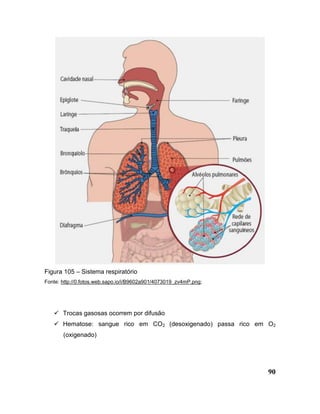90
Figura 105 – Sistema respiratório
Fonte: http://0.fotos.web.sapo.io/i/B9602a901/4073019_zv4mP.png;
 Trocas gasosas ocorrem por difusão
 Hematose: sangue rico em CO2 (desoxigenado) passa rico em O2
(oxigenado)
 