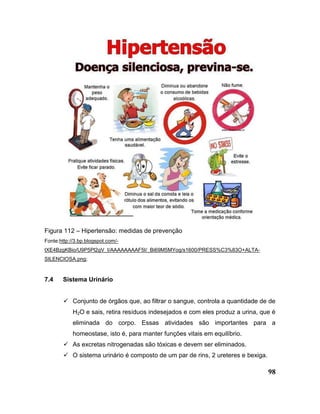 98
Figura 112 – Hipertensão: medidas de prevenção
Fonte:http://3.bp.blogspot.com/-
tXE4BzgKBio/U9P5Pl2gV_I/AAAAAAAAF5I/_Bi69M5MYog/s1600/PRESS%C3%83O+ALTA-
SILENCIOSA.png;
7.4 Sistema Urinário
 Conjunto de órgãos que, ao filtrar o sangue, controla a quantidade de de
H2O e sais, retira resíduos indesejados e com eles produz a urina, que é
eliminada do corpo. Essas atividades são importantes para a
homeostase, isto é, para manter funções vitais em equilíbrio.
 As excretas nitrogenadas são tóxicas e devem ser eliminados.
 O sistema urinário é composto de um par de rins, 2 ureteres e bexiga.
 