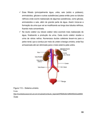 99
 Esse filtrado (principalmente água, uréia, sais (sódio e potássio),
aminoácidos, glicose e outras substâncias) passa então para os túbulos
néfricos onde ocorre reabsorção de algumas substâncias, como glicose,
aminoácidos e sais, além de grande parte de água. Assim inicia-se a
formação da urina que vai se modificando ao longo dos túbulos néfricos,
ficando mais concentrada.
 No ducto coletor (ou túbulo coletor reto) ocorrerá mais reabsorção de
água, finalizando a produção da urina. Cada ducto coletor recebe a
urina de vários nefros. Numerosos ductos coletores levam-na para a
pelve renal, que a conduz por meio do ureter a bexiga urinária, onde fica
armazenada até ser eliminada para o meio externo pela uretra.
Figura 113 – Sistema urinário
Fonte:
http://mundoeducacao.bol.uol.com.br/upload/conteudo_legenda/87f6926c6b1b8ffef4f2b42ceb8605
72.jpg;
 