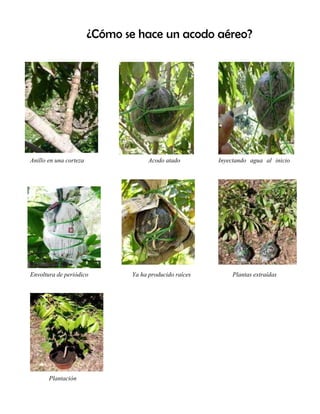 ¿Cómo se hace un acodo aéreo?
Anillo en una corteza Acodo atado Inyectando agua al inicio
Envoltura de periódico Ya ha producido raíces Plantas extraídas
Plantación
 