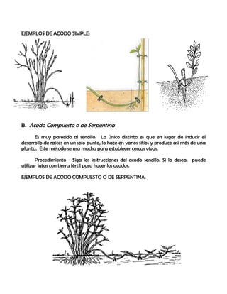 EJEMPLOS DE ACODO SIMPLE:
B. Acodo Compuesto o de Serpentina
Es muy parecido al sencillo. Lo único distinto es que en lugar de inducir el
desarrollo de raíces en un solo punto, lo hace en varios sitios y produce así más de una
planta. Este método se usa mucho para establecer cercas vivas.
Procedimiento - Siga las instrucciones del acodo sencillo. Si lo desea, puede
utilizar latas con tierra fértil para hacer los acodos.
EJEMPLOS DE ACODO COMPUESTO O DE SERPENTINA:
 