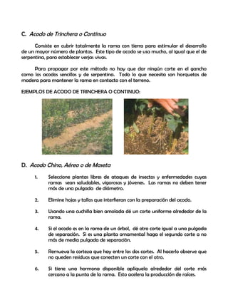 C. Acodo de Trinchera o Continuo
Consiste en cubrir totalmente la rama con tierra para estimular el desarrollo
de un mayor número de plantas. Este tipo de acodo se usa mucho, al igual que el de
serpentina, para establecer verjas vivas.
Para propagar por este método no hay que dar ningún corte en el gancho
como los acodos sencillos y de serpentina. Todo lo que necesita son horquetas de
madera para mantener la rama en contacto con el terreno.
EJEMPLOS DE ACODO DE TRINCHERA O CONTINUO:
D. Acodo Chino, Aéreo o de Maseta
1. Seleccione plantas libres de ataques de insectos y enfermedades cuyas
ramas sean saludables, vigorosas y jóvenes. Las ramas no deben tener
más de una pulgada de diámetro.
2. Elimine hojas y tallos que interfieran con la preparación del acodo.
3. Usando una cuchilla bien amolada dé un corte uniforme alrededor de la
rama.
4. Si el acodo es en la rama de un árbol, dé otro corte igual a una pulgada
de separación. Si es una planta ornamental haga el segundo corte a no
más de media pulgada de separación.
5. Remueva la corteza que hay entre los dos cortes. Al hacerlo observe que
no queden residuos que conecten un corte con el otro.
6. Si tiene una hormona disponible aplíquela alrededor del corte más
cercano a la punta de la rama. Esto acelera la producción de raíces.
 