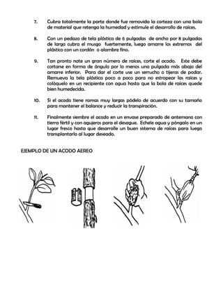 7. Cubra totalmente la parte donde fue removida la corteza con una bola
de material que retenga la humedad y estimule el desarrollo de raíces.
8. Con un pedazo de tela plástica de 6 pulgadas de ancho por 8 pulgadas
de largo cubra el musgo fuertemente, luego amarre los extremos del
plástico con un cordón o alambre fino.
9. Tan pronto note un gran número de raíces, corte el acodo. Este debe
cortarse en forma de ángulo por lo menos una pulgada más abajo del
amarre inferior. Para dar el corte use un serrucho o tijeras de podar.
Remueva la tela plástica poco a poco para no estropear las raíces y
colóquelo en un recipiente con agua hasta que la bola de raíces quede
bien humedecida.
10. Si el acodo tiene ramas muy largas pódelo de acuerdo con su tamaño
para mantener el balance y reducir la transpiración.
11. Finalmente siembre el acodo en un envase preparado de antemano con
tierra fértil y con agujeros para el desague. Echele agua y póngalo en un
lugar fresco hasta que desarrolle un buen sistema de raíces para luego
transplantarlo al lugar deseado.
EJEMPLO DE UN ACODO AEREO
 