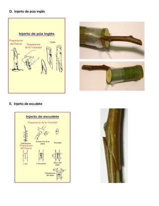 D. Injerto de púa inglés
E. Injerto de escudete
 